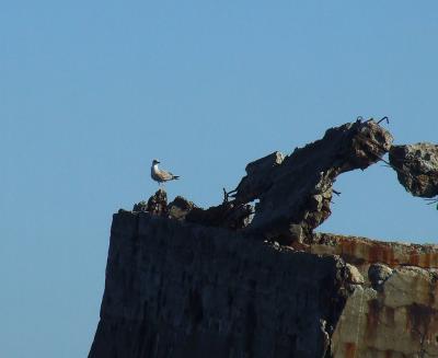 Прикрепленное изображение: bDSCF1101.jpg